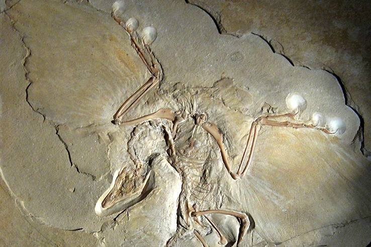 F&oacute;ssil do dinossauro Archaeopt&eacute;rix, que significa &ldquo;ave original&rdquo;