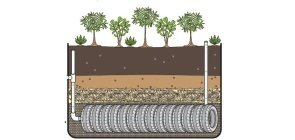 Edição 318 - fossa de coco imagem