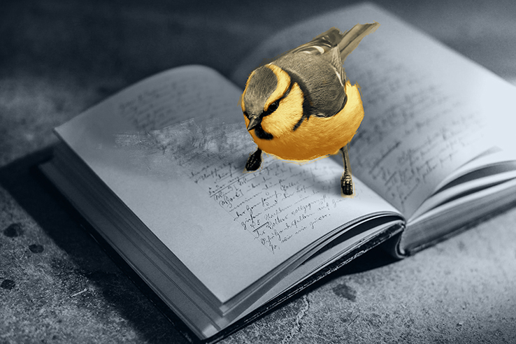 Fotomontagem de passarinho sobre livro apoiado em mesa.