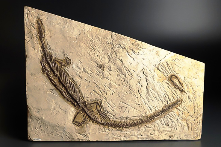 F&oacute;ssil de um lagarto aqu&aacute;tico de milh&otilde;es de anos atr&aacute;s encontrado no Brasil