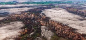 Amazônia: Fotos, fichas e dados para entender os incêndios de 2020 e abordá-los nas aulas