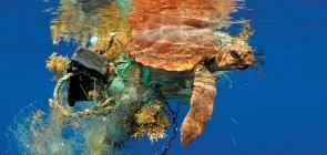 Tartaruga marinha proxima à superfície com lixo preso