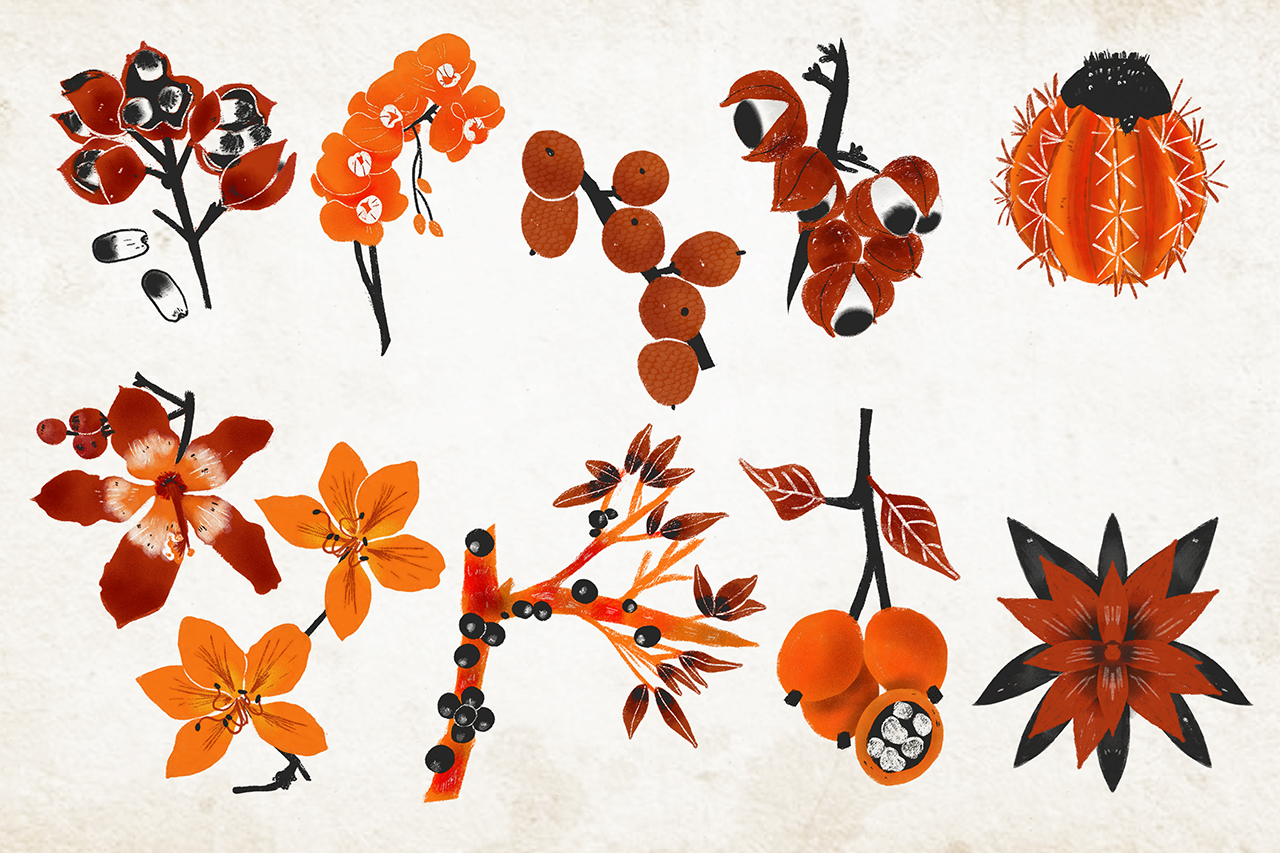 Ilustra&ccedil;&atilde;o de galhos, folhas, plantas e frutos.