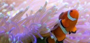 Peie palhaço se esconde entre as anêmonas