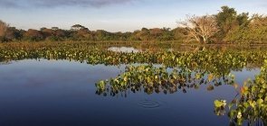 E-book:  Biomas brasileiros na BNCC