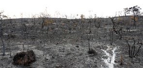 Cerrado: Como trabalhar as queimadas com as turmas 