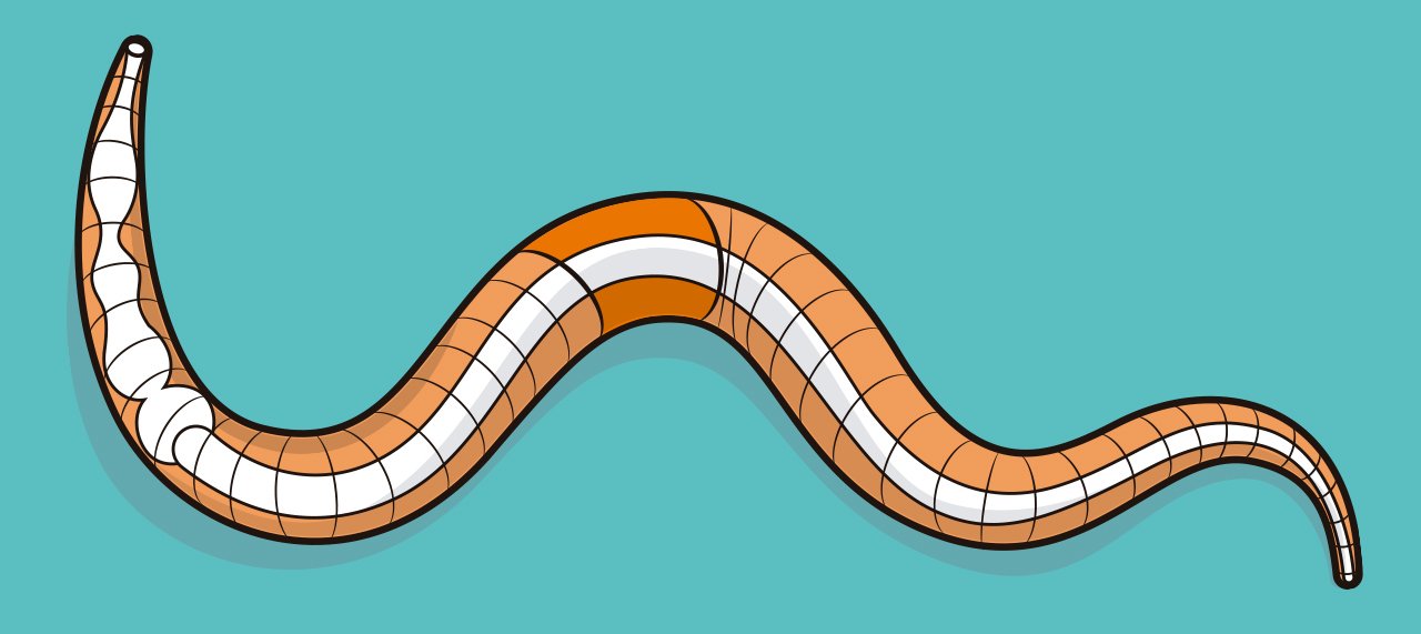 Ilustra&ccedil;&atilde;o de Rodrigo Damati mostra uma minhoca em um fundo azul