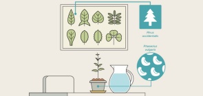 Um novo olhar para experimentos clássicos