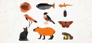 Para baixar: fichas de registro para os alunos observarem e agruparem animais e plantas