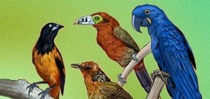14 recursos gratuitos com tudo sobre aves