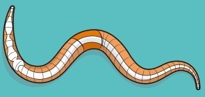 Com minhocas, com afeto - uma sugestão de atividade para sua turma