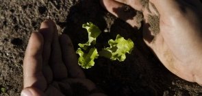 Agrotóxicos e transgênicos na aula de Ciências