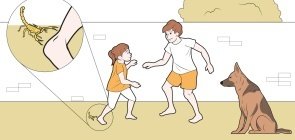 Atenção com as mordidas de animais 