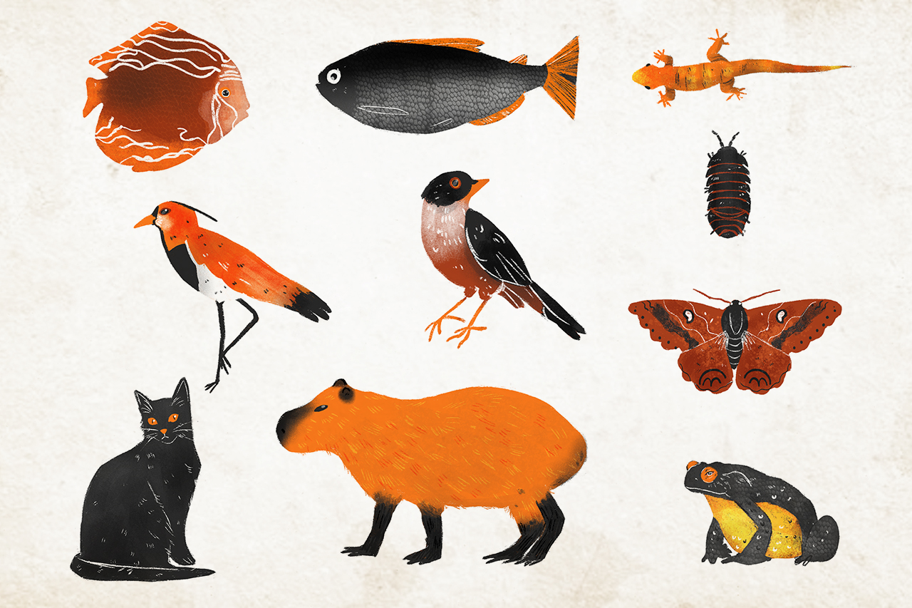 Ilustra&ccedil;&atilde;o de animais que podem ser encontrados no Brasil.